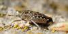 Rhaphigaster nebulosa